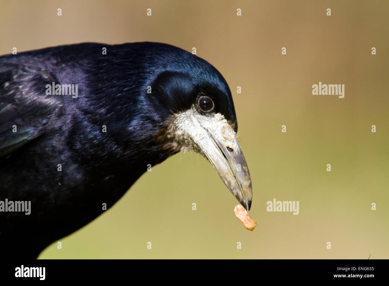 Corbeau freux Corvus frugilegus,printemps, Banque D'Images