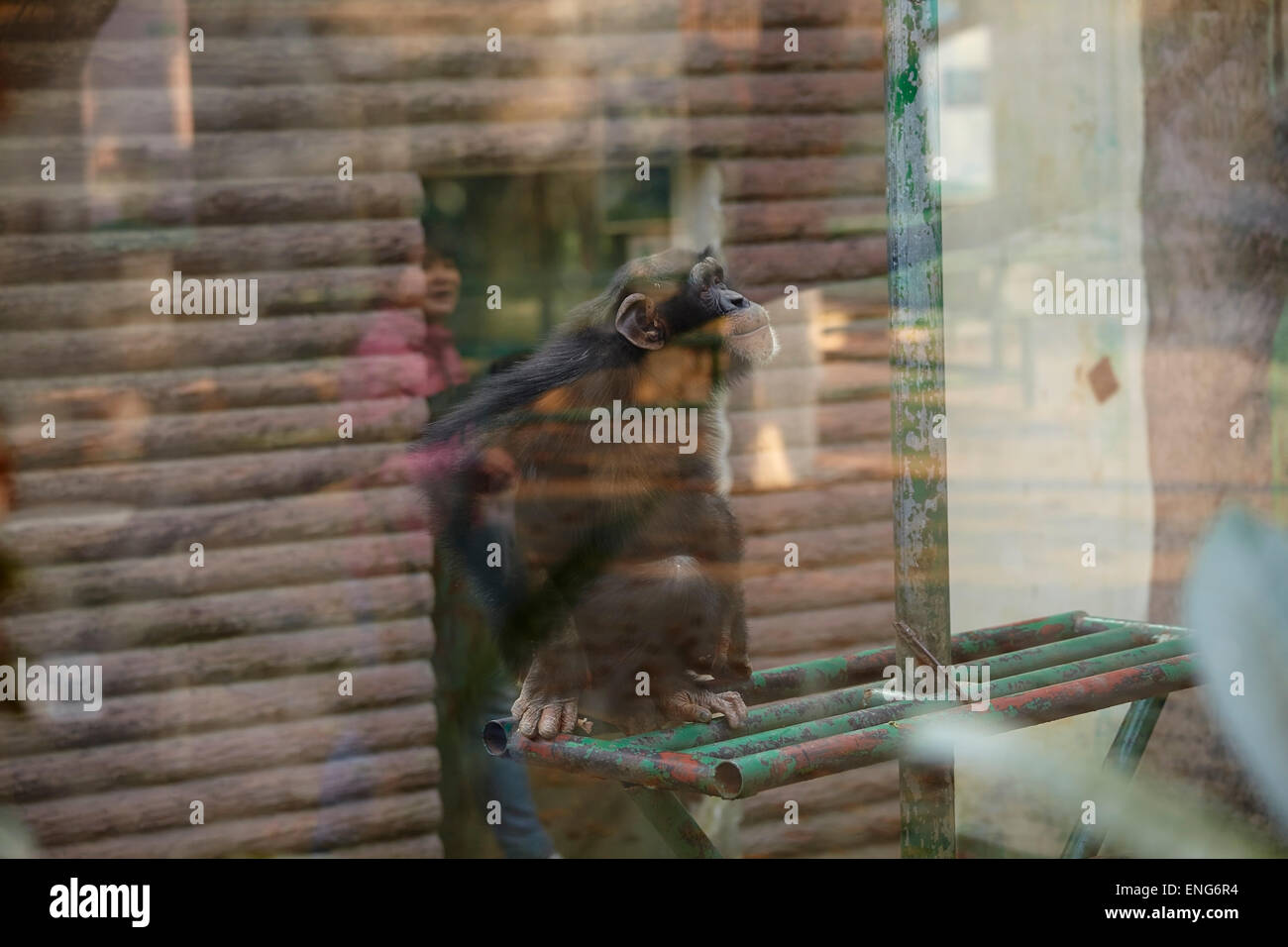 Un chimpanzé vu à travers le verre, gardé dans un environnement pauvre, à Nanjing Zoo, Nanjing, province de Jiangsu, Chine. Banque D'Images
