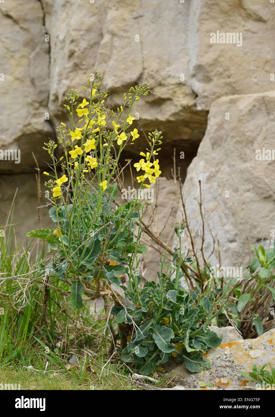 Chou sauvage - Brassica oleracea, grandissant dans la carrière de Dorset Banque D'Images