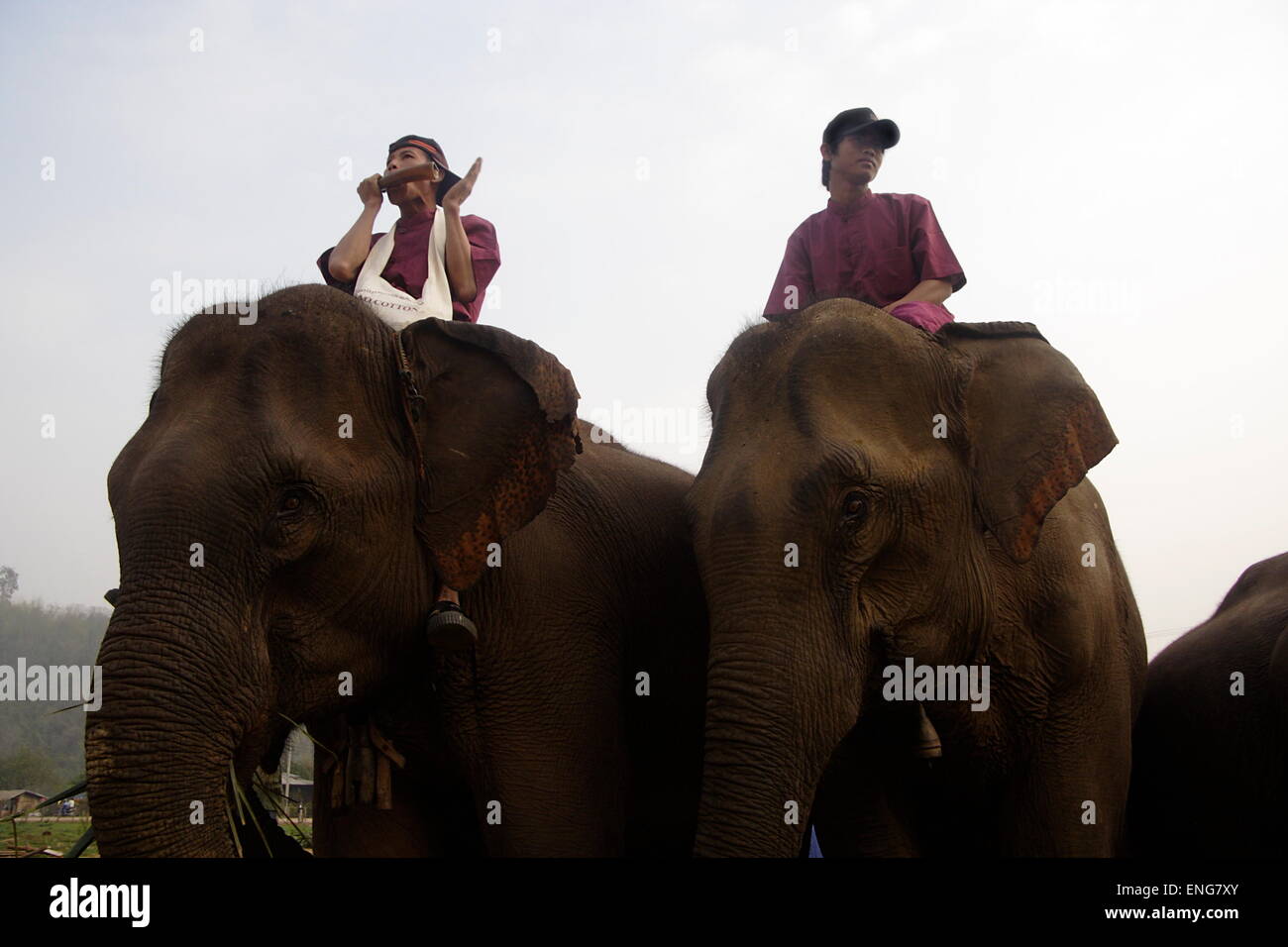 Festival de l'éléphant Lao Sanyabouri Banque D'Images