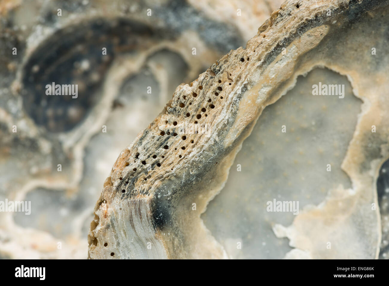 Créature marine éponge plate trou faisant une masse de trous dans l'abri de la coquille de l'huître plate européenne doubles coques ou pourris dos Banque D'Images