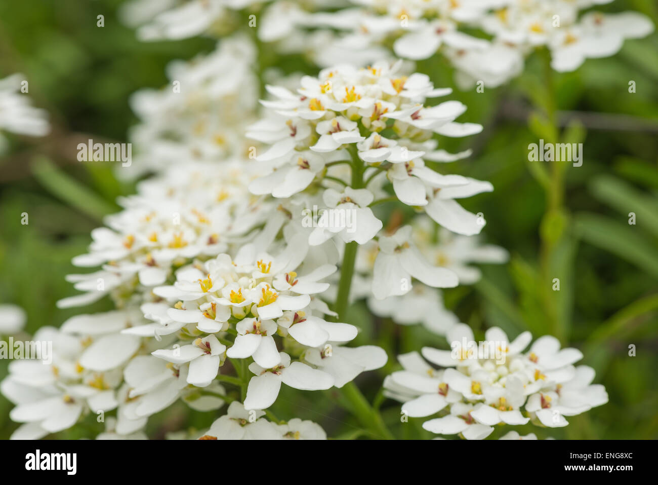 Thlaspi sauvages avec des fleurs odorantes Blanc sur vert profond feuillage persistant Banque D'Images