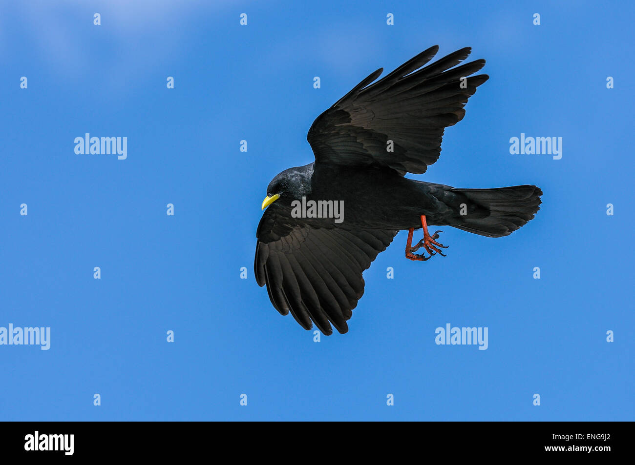 Alpine chough Pyrrhocorax graculus, graculus, crave à bec jaune Banque D'Images