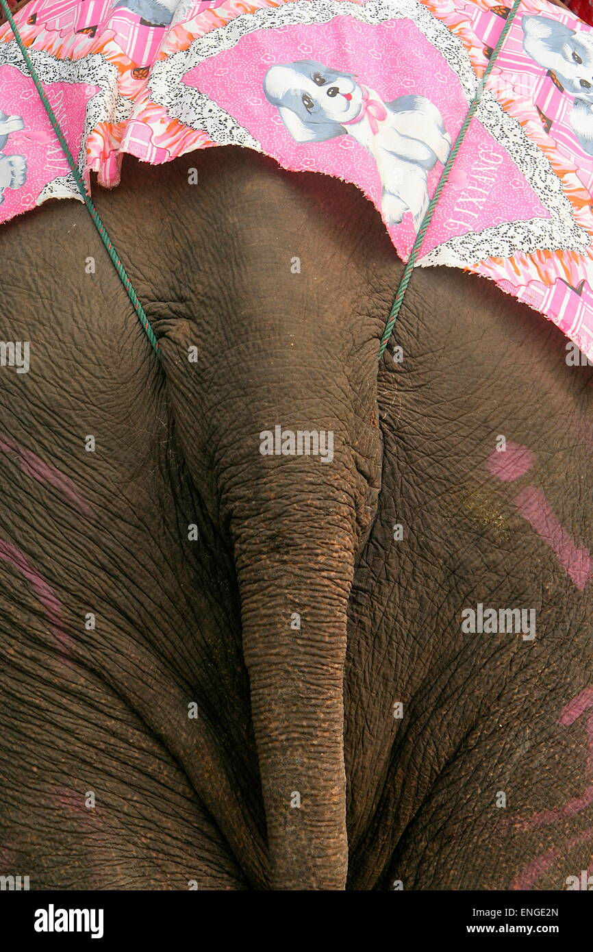 Festival de l'éléphant Lao Sanyabouri Banque D'Images
