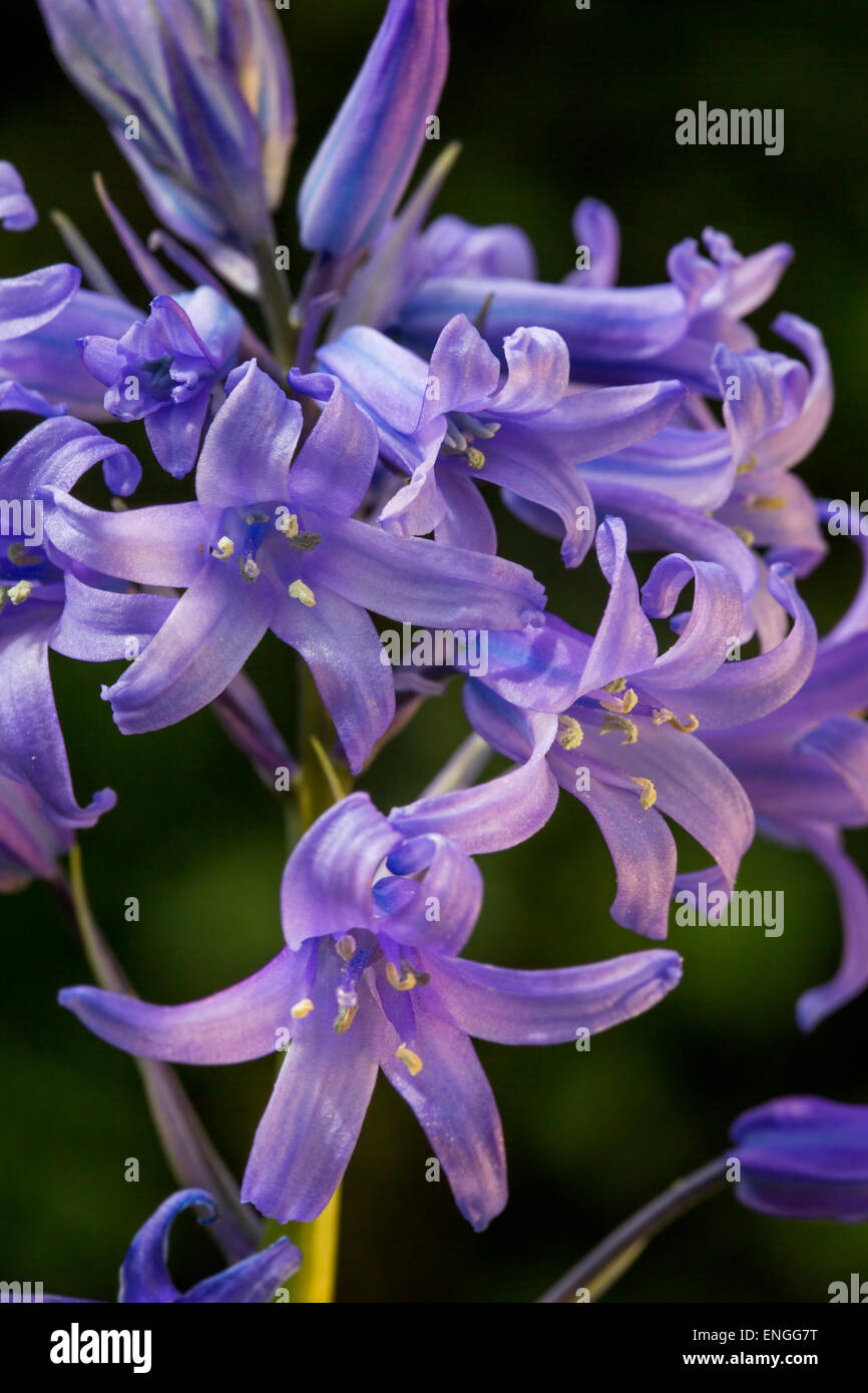 Bluebells (Endymion) nonscriptus en fleurs au printemps Banque D'Images