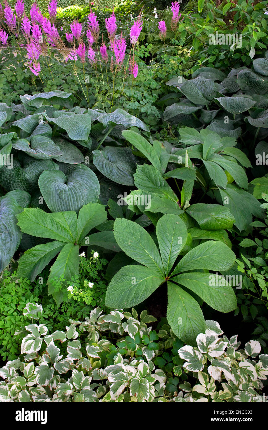 La Rodgersia aesculifolia plantes à fleurs, Hosta sieboldiana et Astilbe Superba dans jardin fleuri Banque D'Images