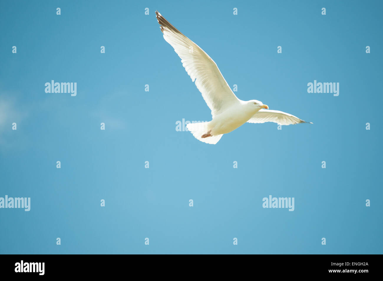 Mouette de haut vol et de l'ampleur contre un ciel bleu clair, un jour ensoleillé Banque D'Images