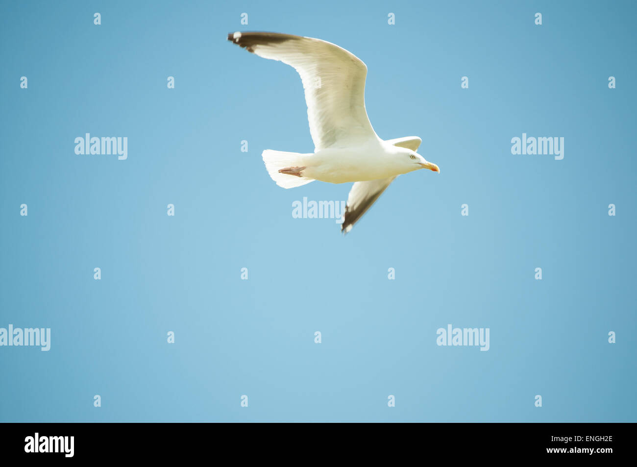 Mouette de haut vol et de l'ampleur contre un ciel bleu clair, un jour ensoleillé Banque D'Images