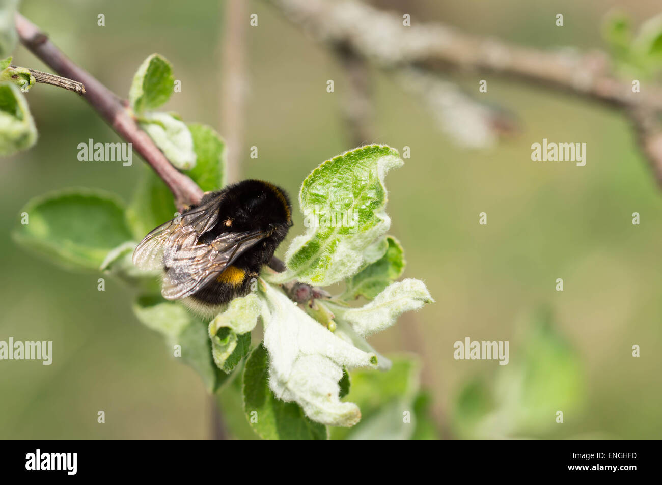Bourdon sur un Apple-tree branch close up Banque D'Images