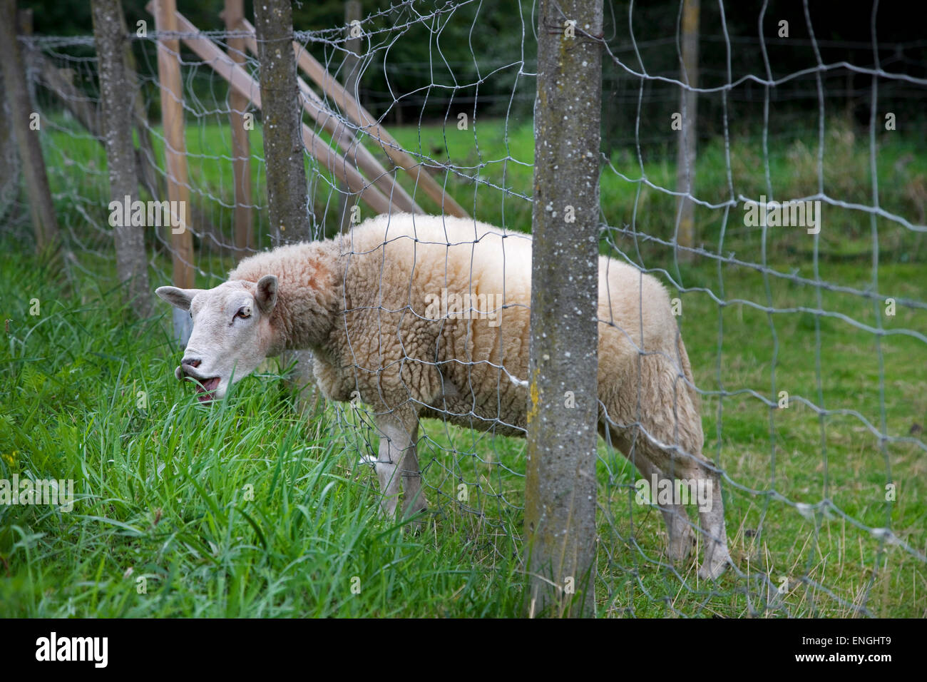 Les moutons domestiques blanc affamé s'en tenir tête par un grillage de paître sur la longue herbe juteuse à Meadow Banque D'Images