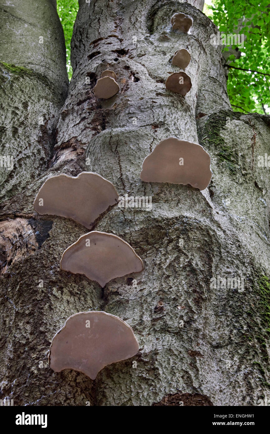L'Amadou (Fomes fomentarius champignons / Polyporus fomentarius) growing on tree trunk in forest Banque D'Images