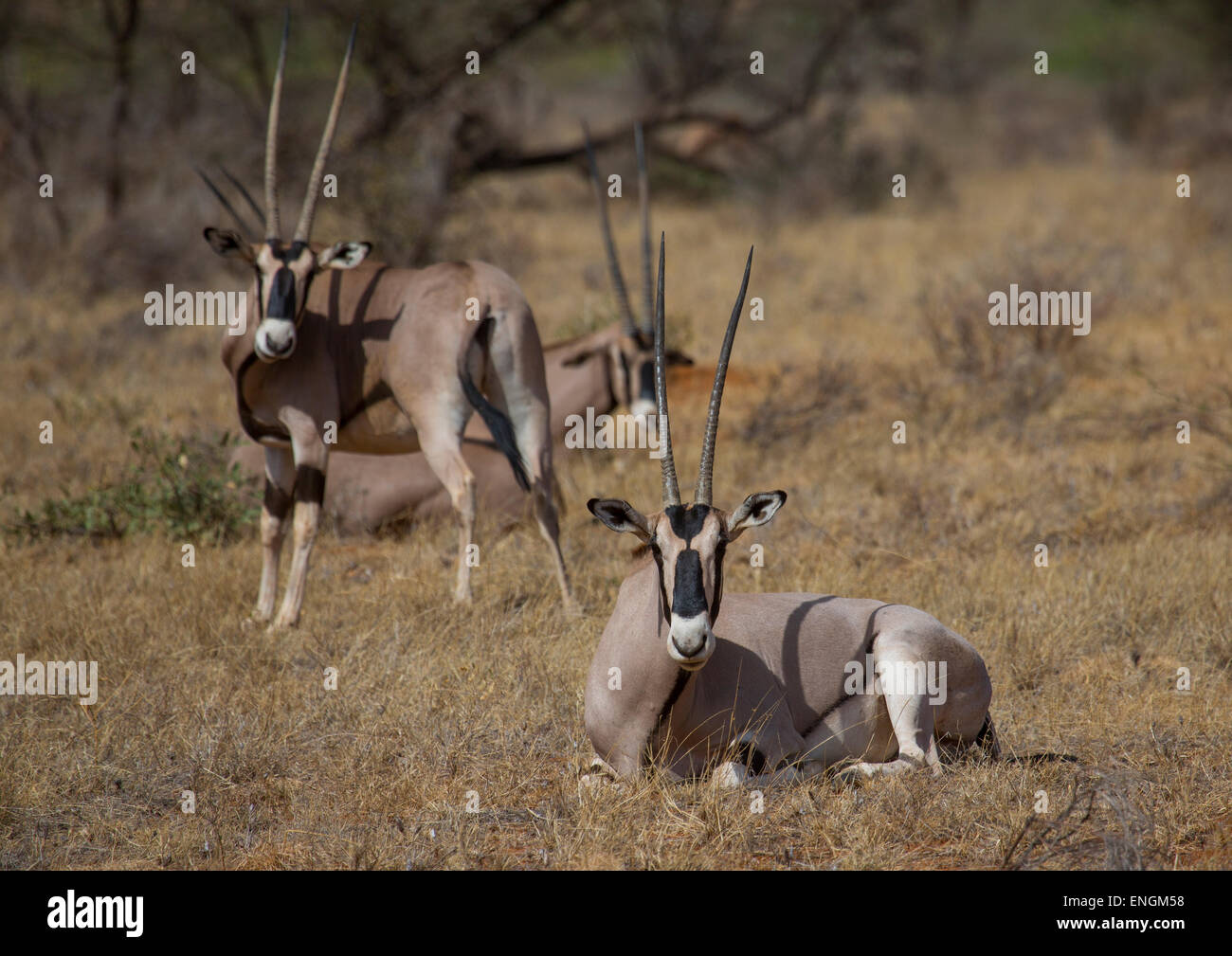 Oryx de beisa (Oryx gazella Beisa), Samburu County, Samburu National Reserve, Kenya Banque D'Images