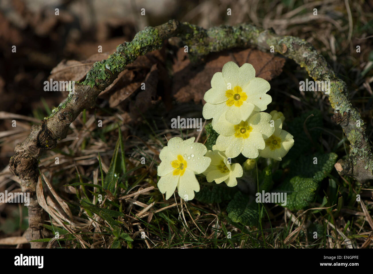 Primrose Primula vulgaris forestiers ; Banque D'Images