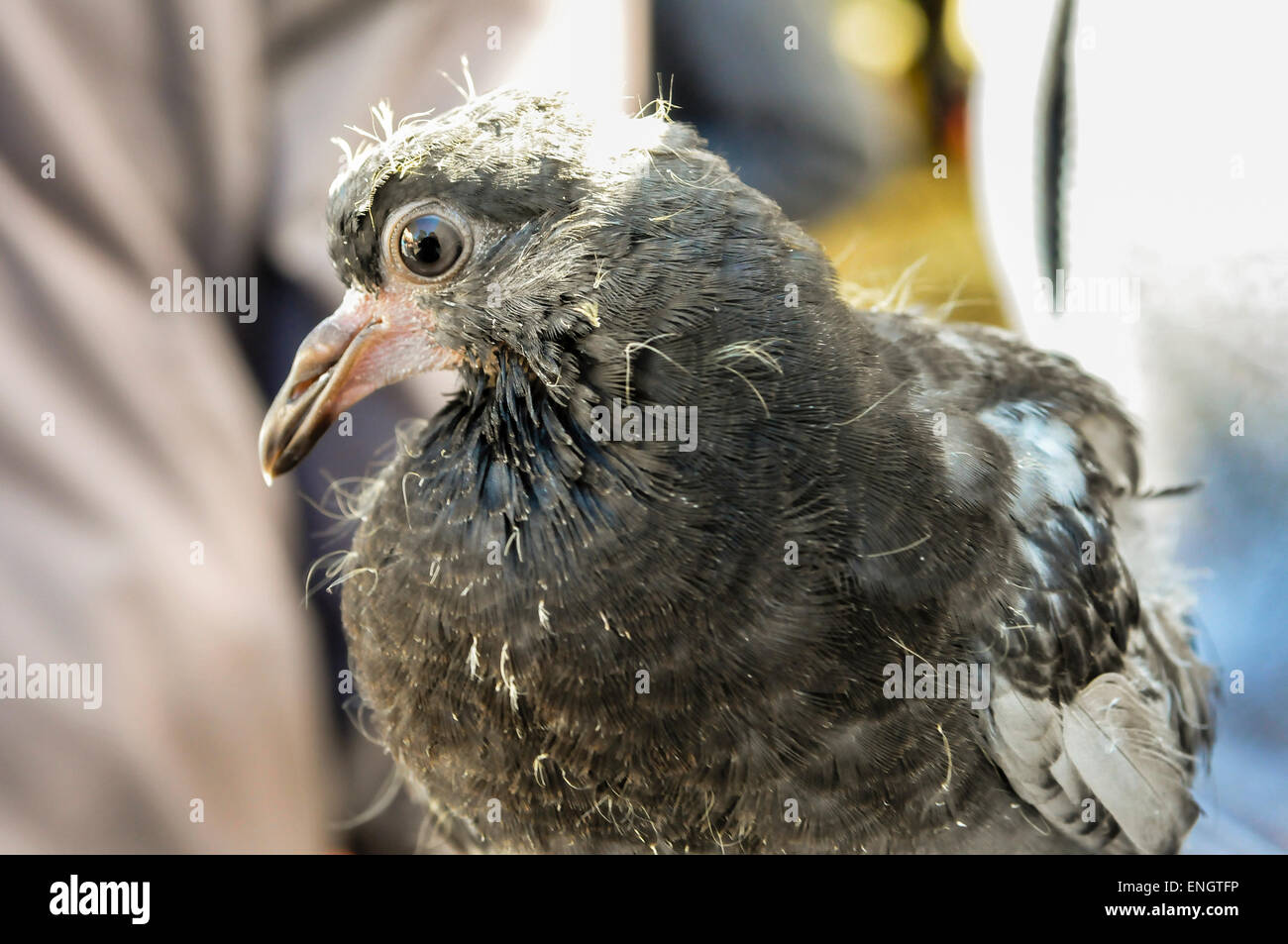 Six semaines vieux pigeon qui a été élevé dans un centre de sauvegarde Banque D'Images