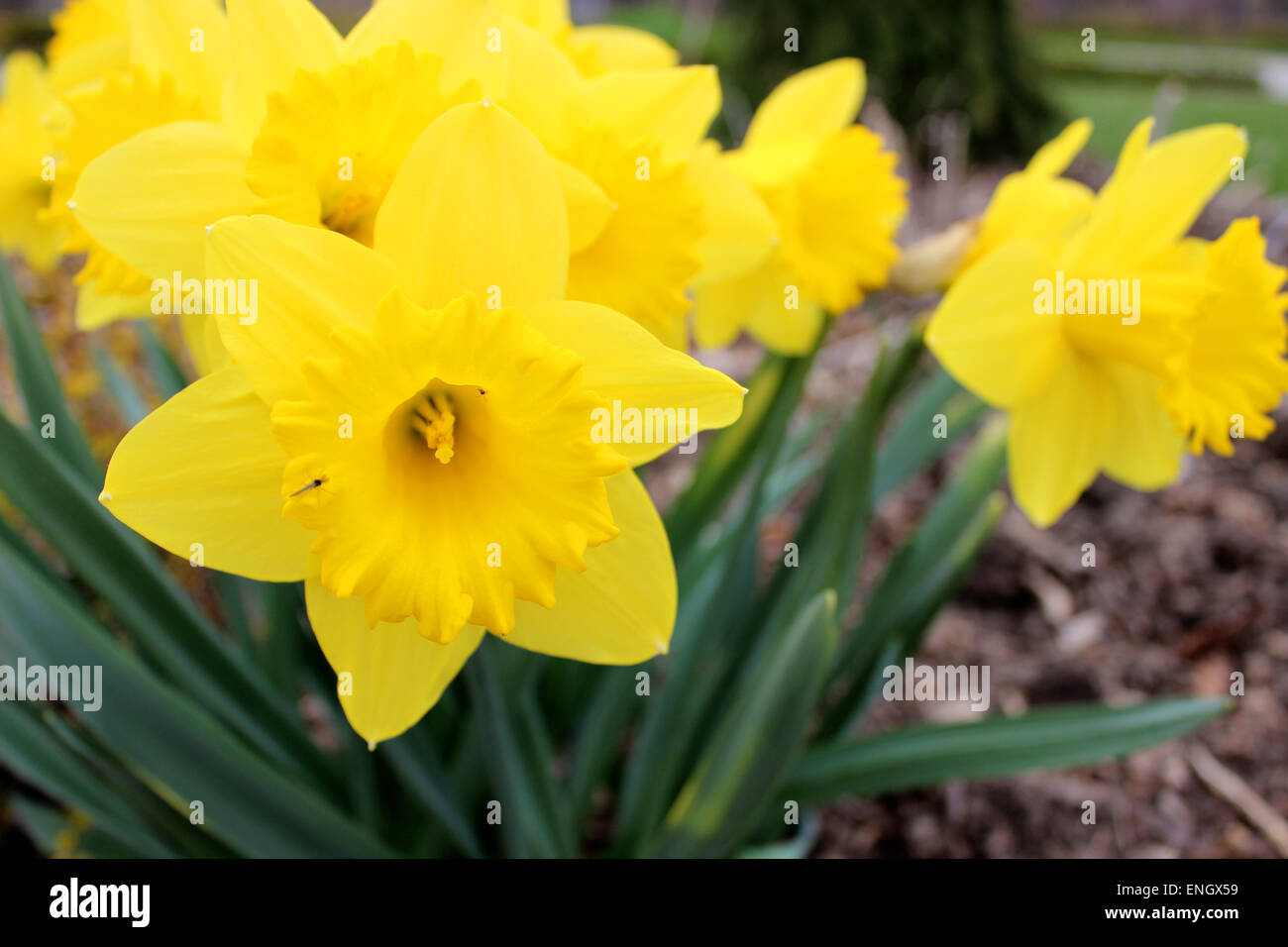 Close up de certains insectes pollinisant les fleurs au printemps jaune Banque D'Images