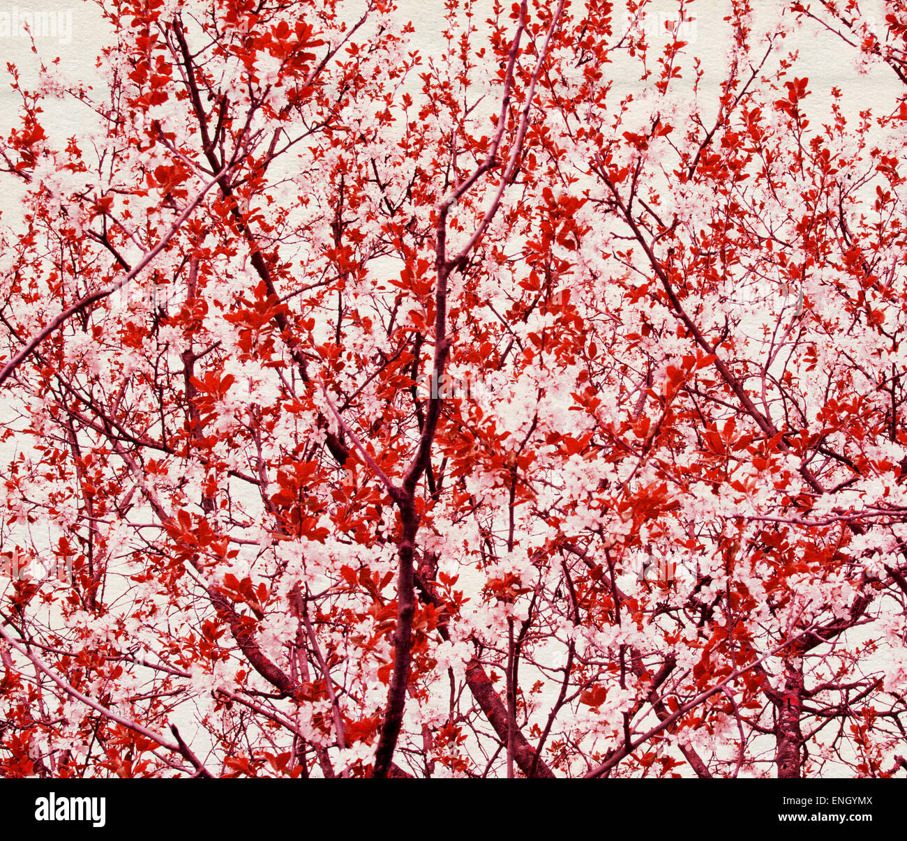 Arbre avec la feuille rouge et blanc sur fond de papier de la direction générale Banque D'Images