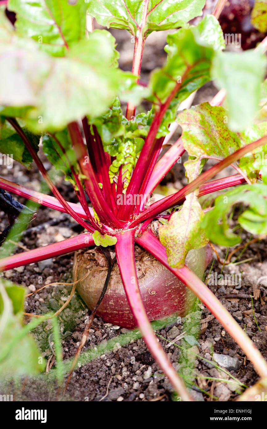 De plus en plus de betterave sur le lit de légumes dans le jardin Banque D'Images
