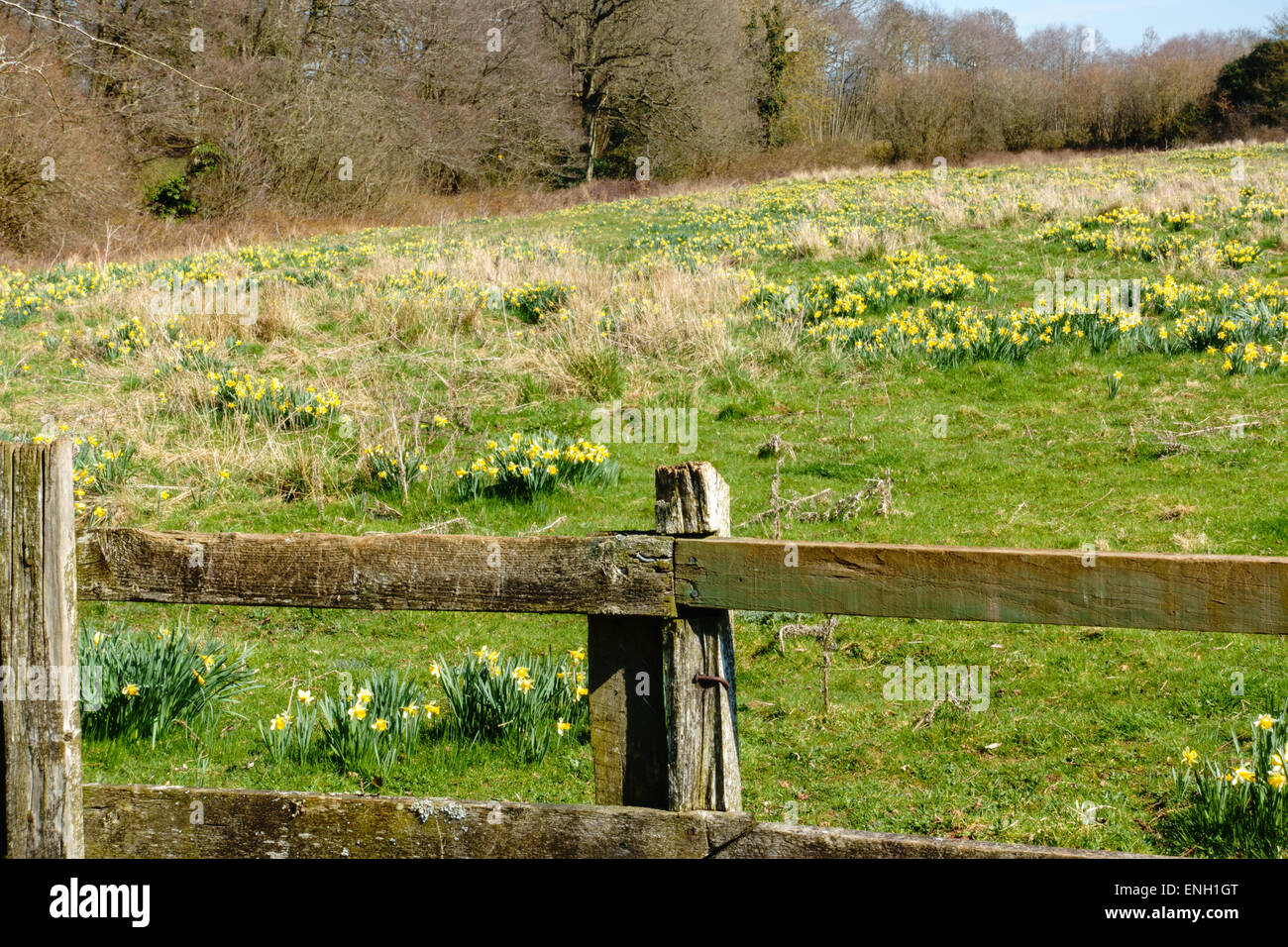 Les jonquilles sauvages sur le bord de Dymock Woods dans la forêt de Dean, Gloucestershire, au début du printemps Banque D'Images