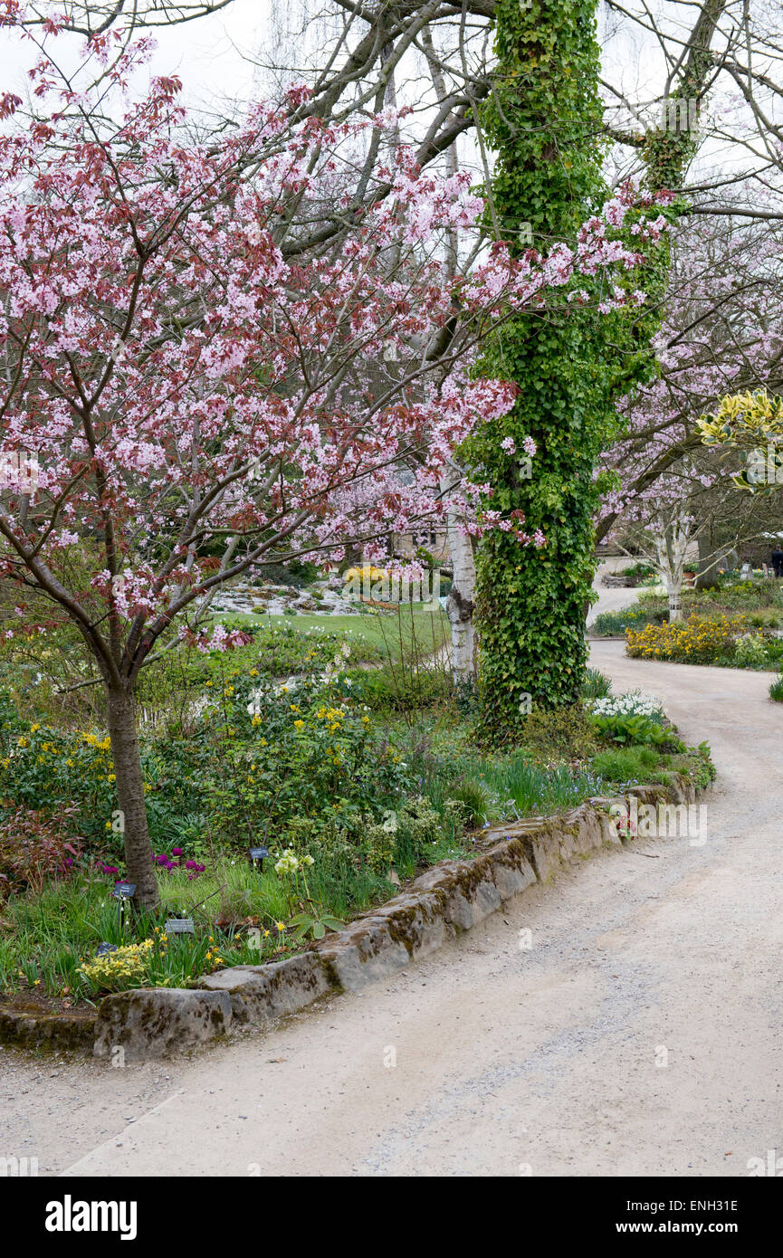 Cerisier et chemin par RHS jardins de Harlow Carr. Harrogate, England Banque D'Images