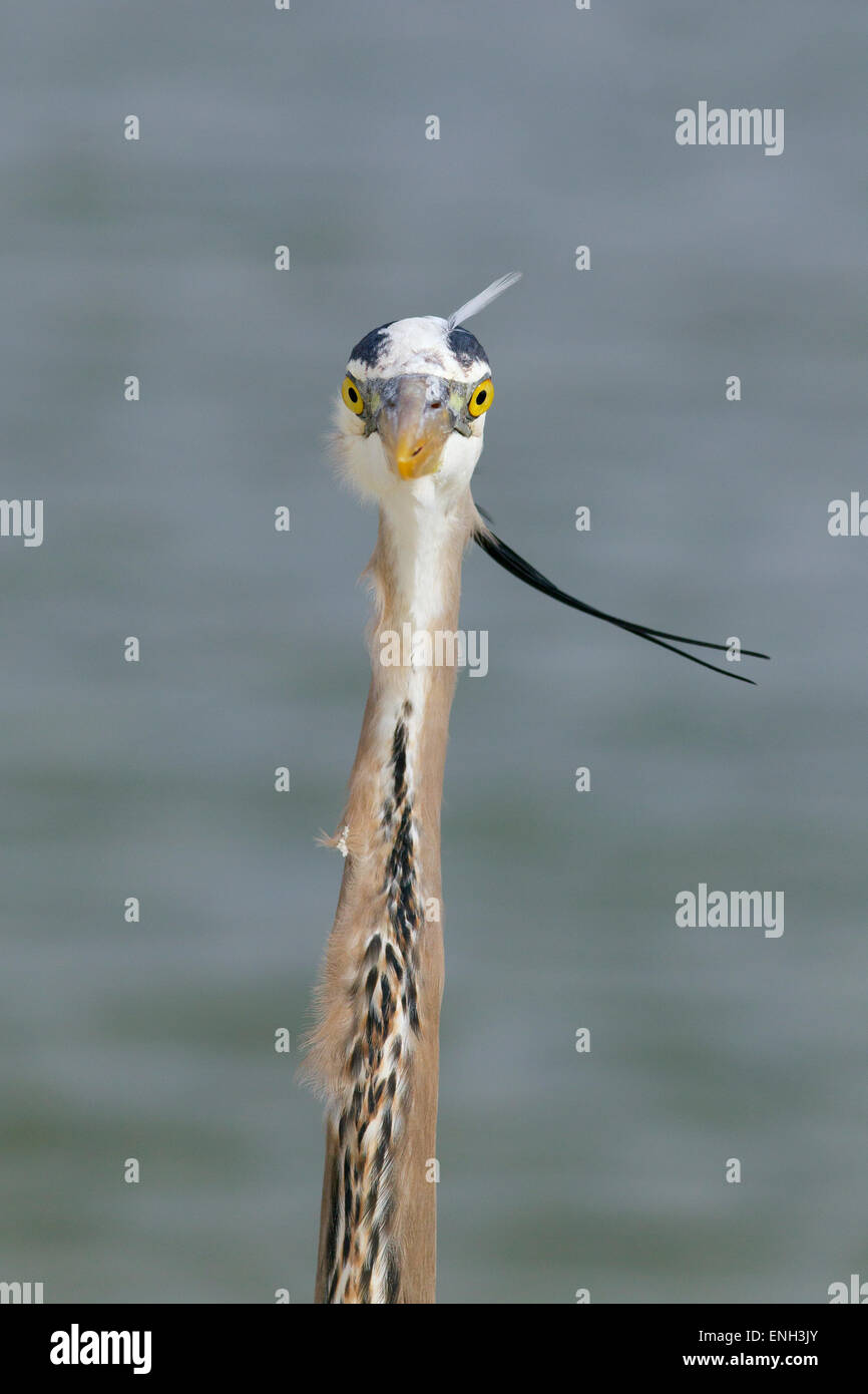 Grand héron Ardea herodias portrait Gulf Coast Florida USA Banque D'Images