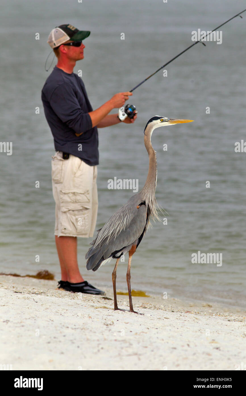 Grand héron Ardea herodias avec fisherman Gulf Coast Florida USA Banque D'Images