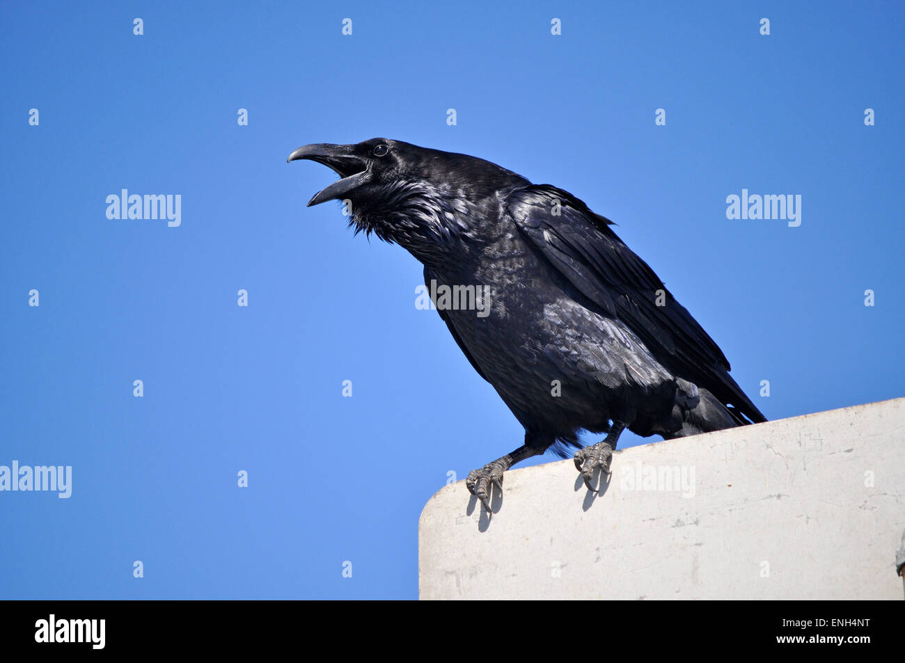 Grand Corbeau, Corvus corax, Ocean Beach, San Francisco, Californie Banque D'Images