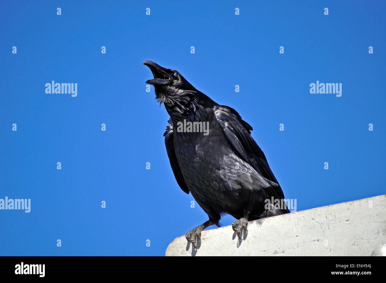 Grand Corbeau, Corvus corax, San Francisco, Californie Banque D'Images
