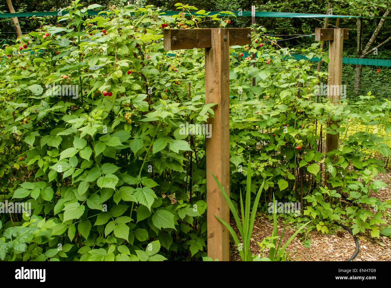 Framboises cultivées sur des treillis en forme de T et des systèmes de soutien dans les haies sont plus faciles à récolter et prune Banque D'Images