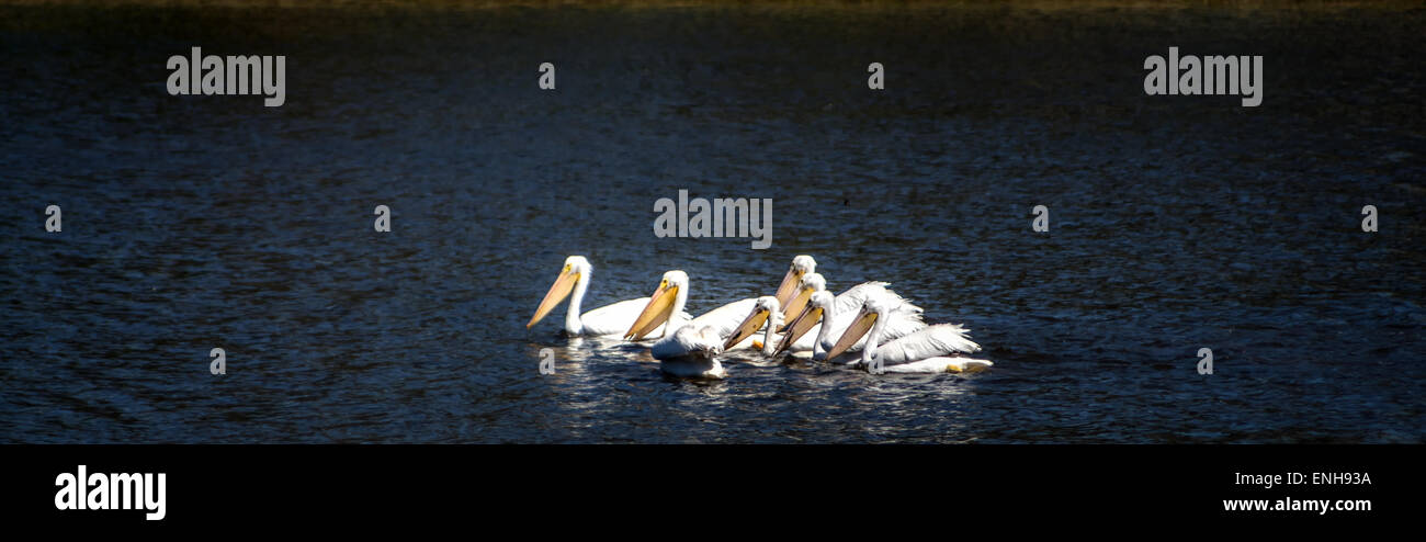 Pélicans blancs nageant dans un groupe Banque D'Images