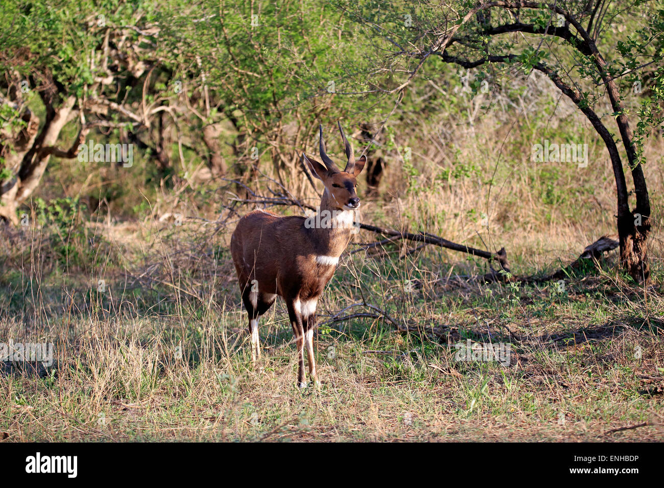Bushbuck (Tragelaphus scriptus sylvaticus), mâle adulte, Kruger National Park, Afrique du Sud Banque D'Images