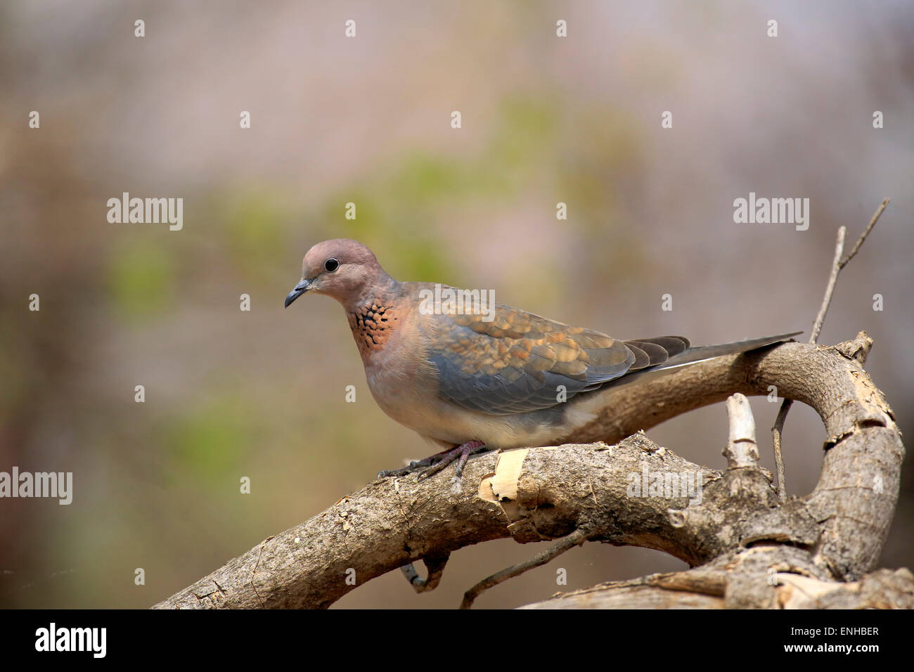 Laughing dove (Streptopelia senegalensis), adulte, perché sur un arbre, Kruger National Park, Afrique du Sud Banque D'Images