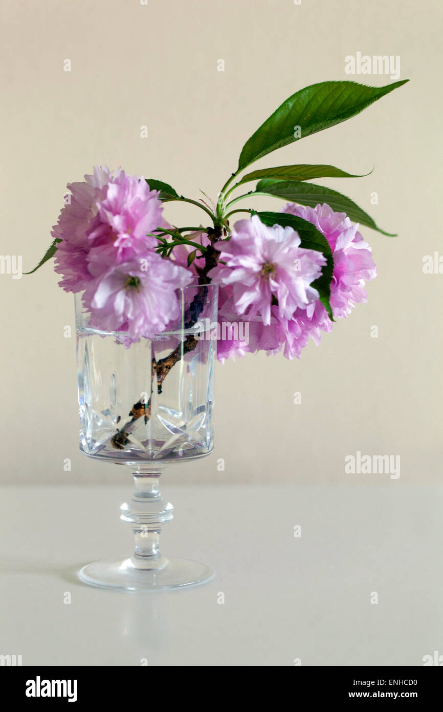 Les cerisiers en fleurs se tortillent dans un vase Banque D'Images