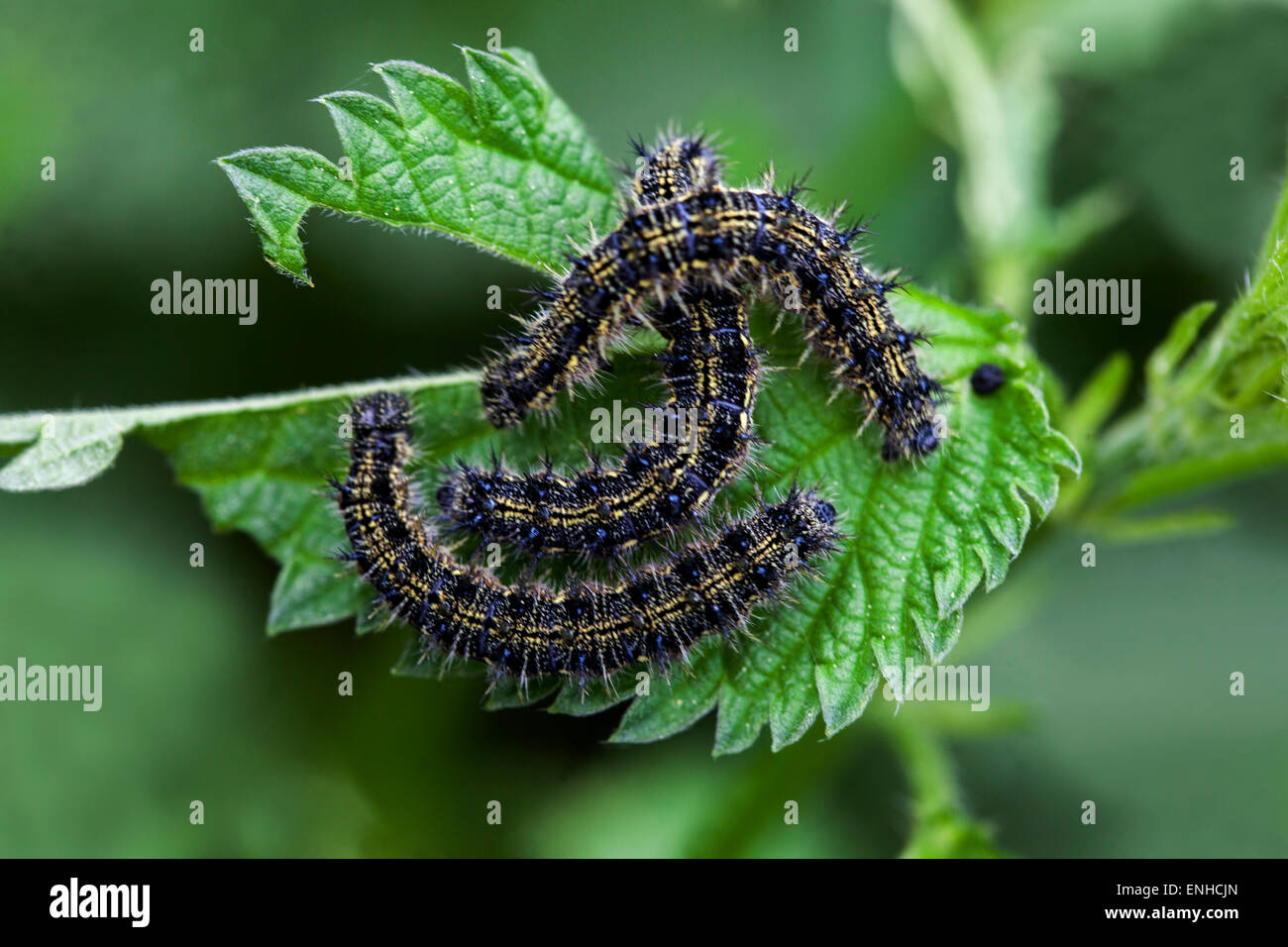 Petite chenille papillon en écaille de tortue mangeant des feuilles d'ortie Aglais urticae groupe de chenilles sur l'herbe Banque D'Images