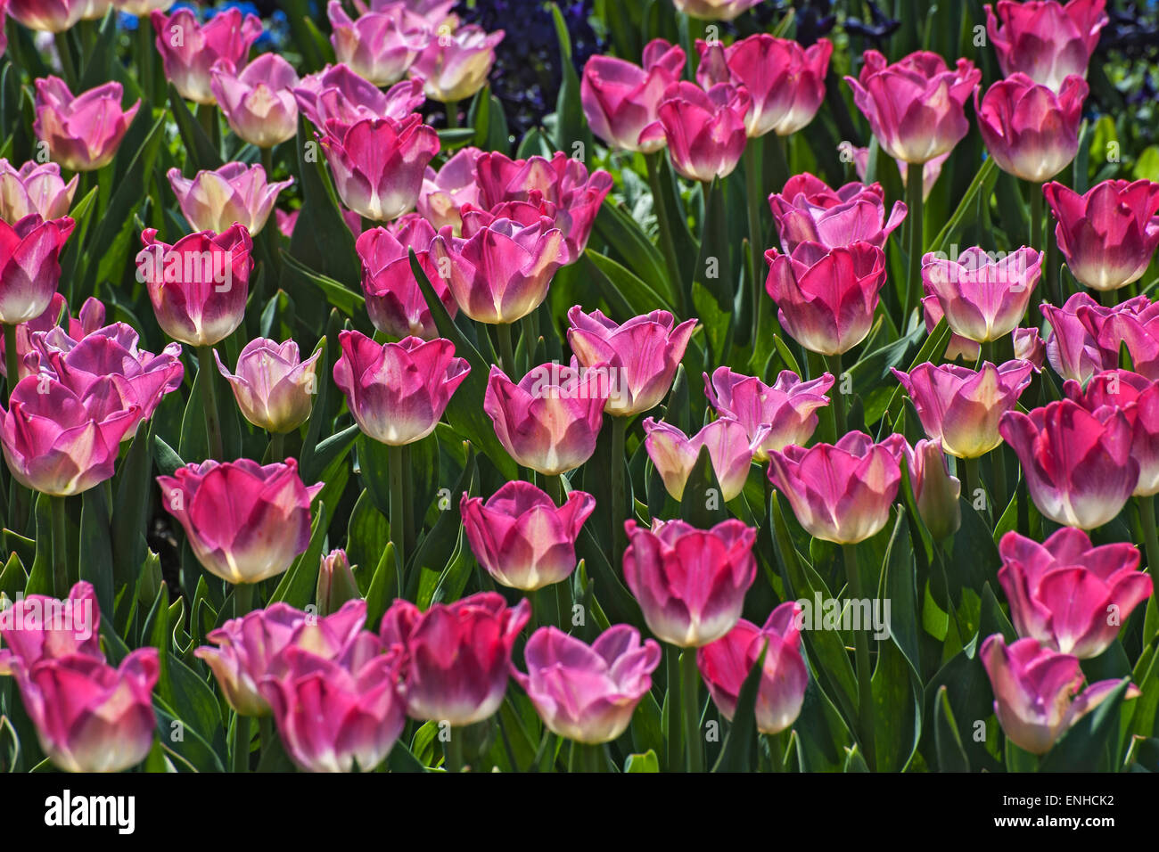 Jardin Tulip Tulip, seule la fin de 'Photo' (Tulipa), jardin botanique, Munich, Haute-Bavière, Bavière, Allemagne Banque D'Images