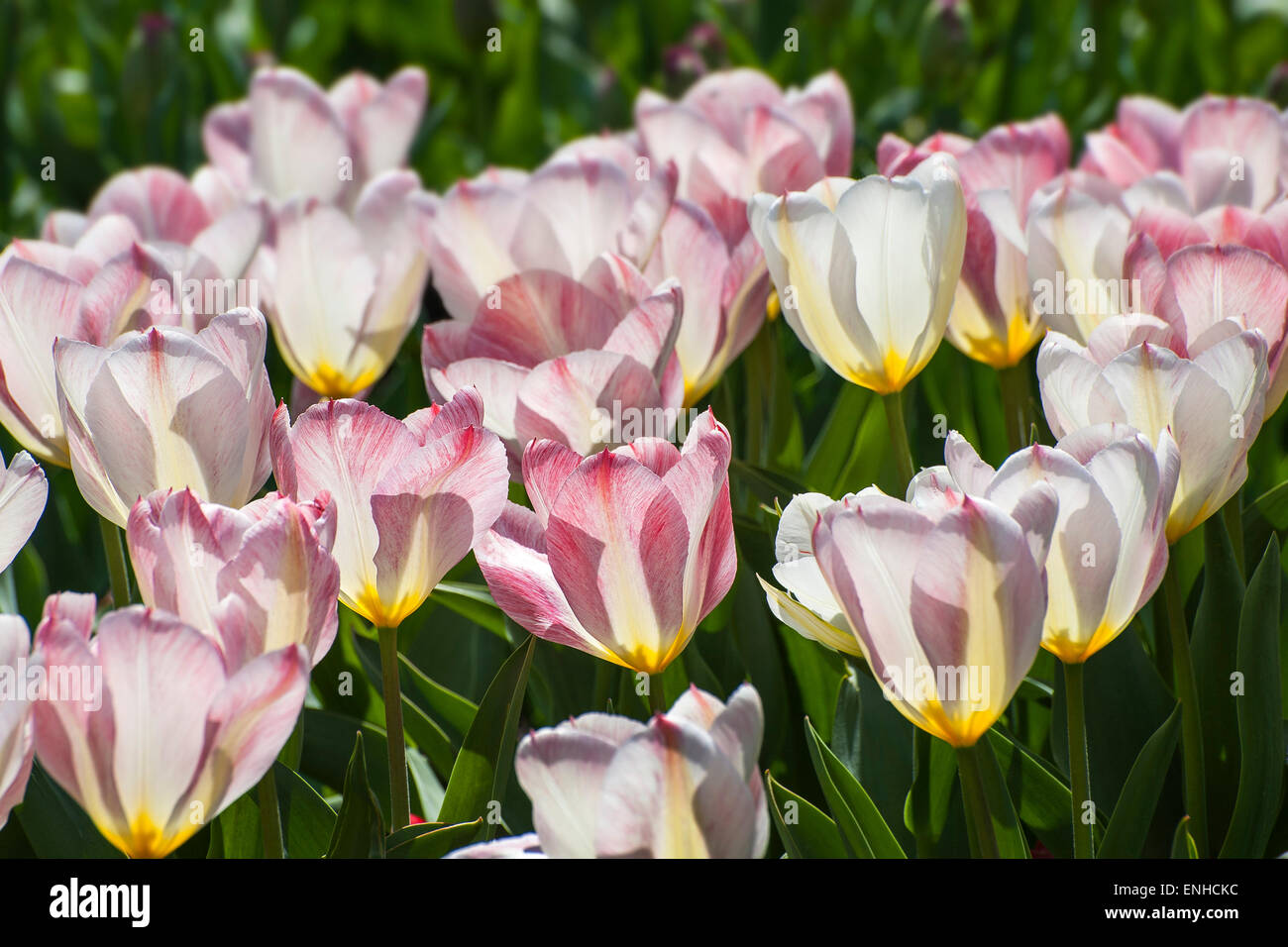 Les tulipes (Tulipa), saumon Impression, jardin botanique, Munich, Haute-Bavière, Bavière, Allemagne Banque D'Images