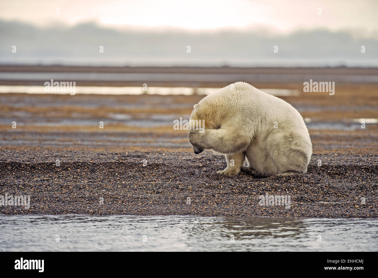 L'ours polaire (Ursus maritimus), île de gravier, Kaktovik, Troc de l'Islande, la mer de Beaufort, Alaska, USA Banque D'Images