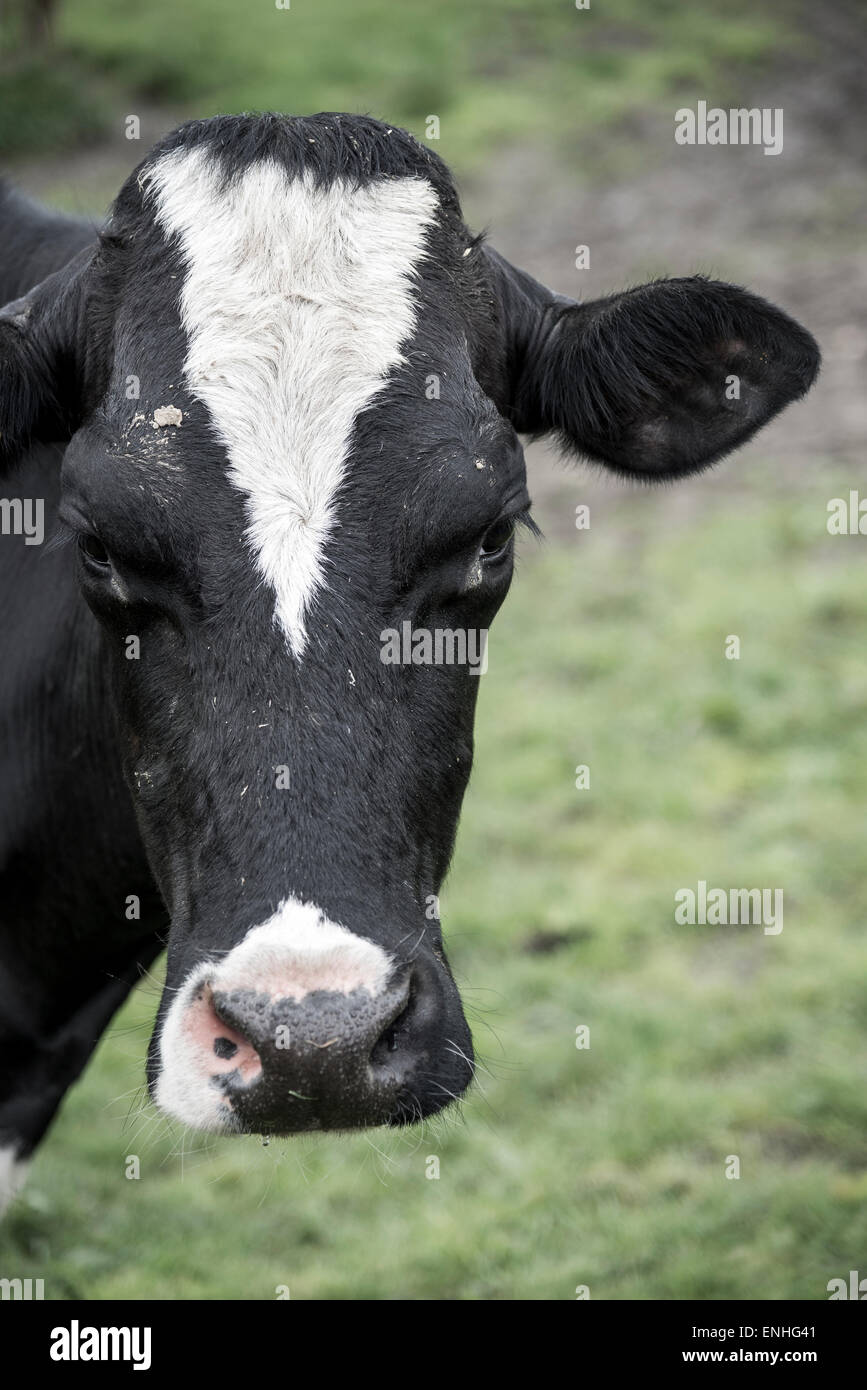 Gros plan d'une vache noir et blanc face à l'appareil photo. Banque D'Images