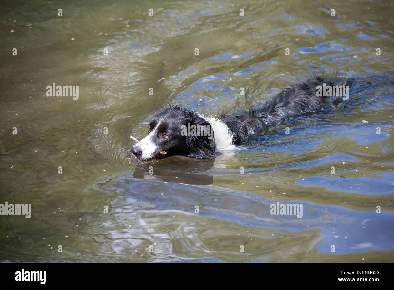 Un Border Collie bénéficiant d'un bain dans une piscine bois avec un bâton dans sa bouche. Banque D'Images