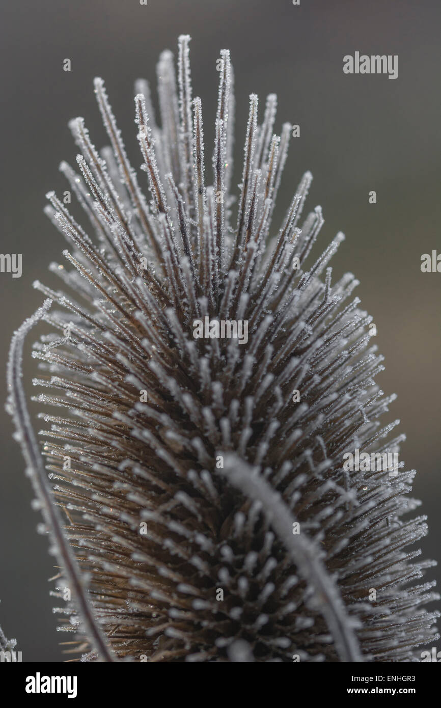 Frost / cristaux de glace sur la tête de semences cardère. Les relations glaciales concept. Banque D'Images