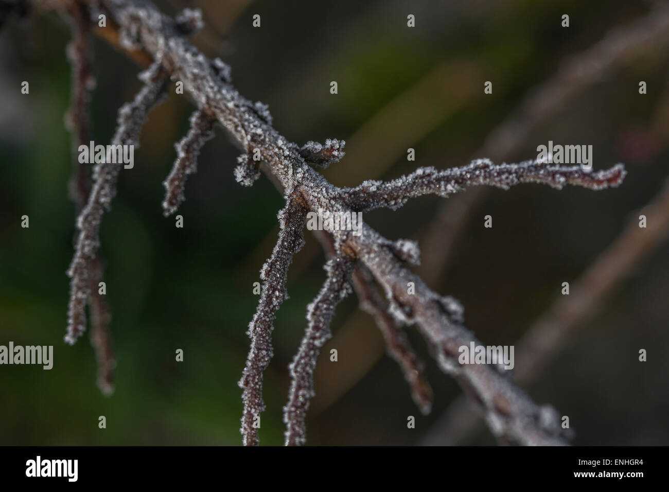Frost / cristaux à rameau. Banque D'Images