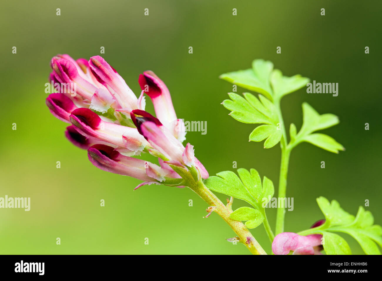 Fumeterre commune (Fumaria officinalis),mai,l'Irlande Banque D'Images