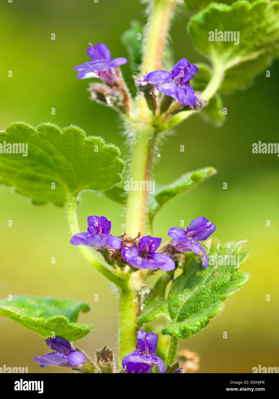 Le lierre terrestre (Glechoma hederacea) Mai,l'Irlande Banque D'Images