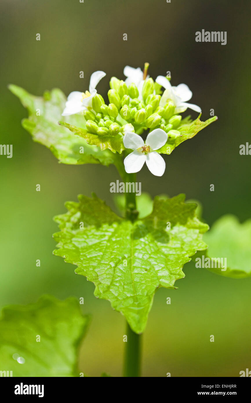 L'alliaire officinale (Alliaria petiolata) Mai,l'Irlande Banque D'Images