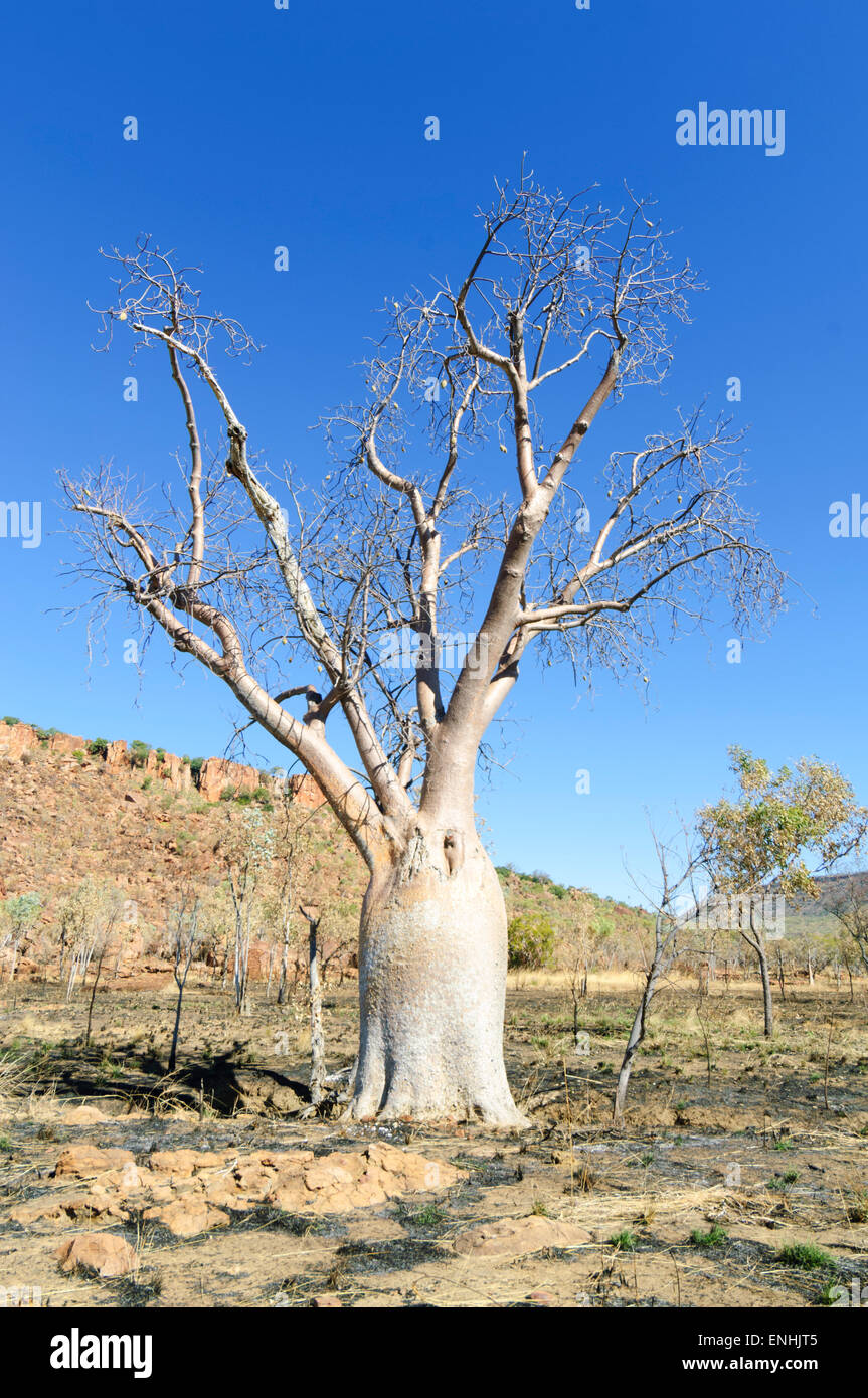 Boab Tree (Adansonia gregorii), Kimberley, Western Australia, WA, Australia Banque D'Images