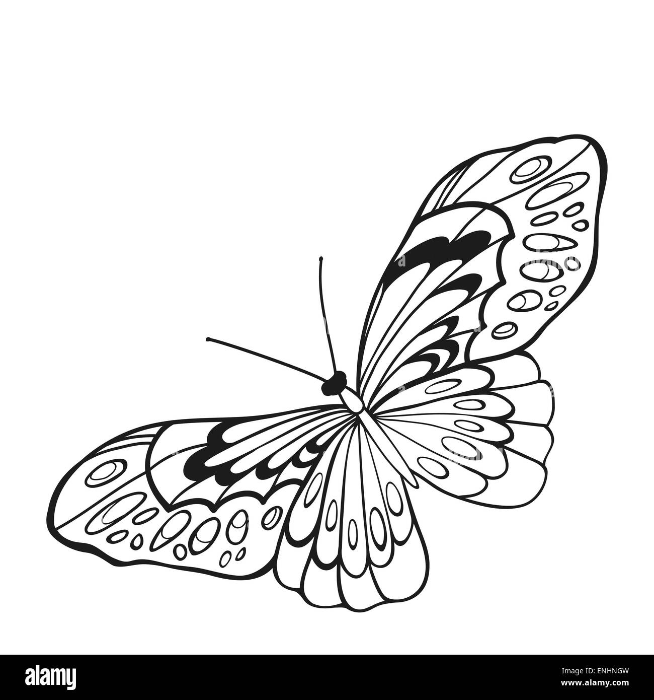 Le noir et blanc papillon avec ailes ouvertes dans une vue de dessus. Croquis de l'insecte pour la conception et de scrapbooking. Banque D'Images