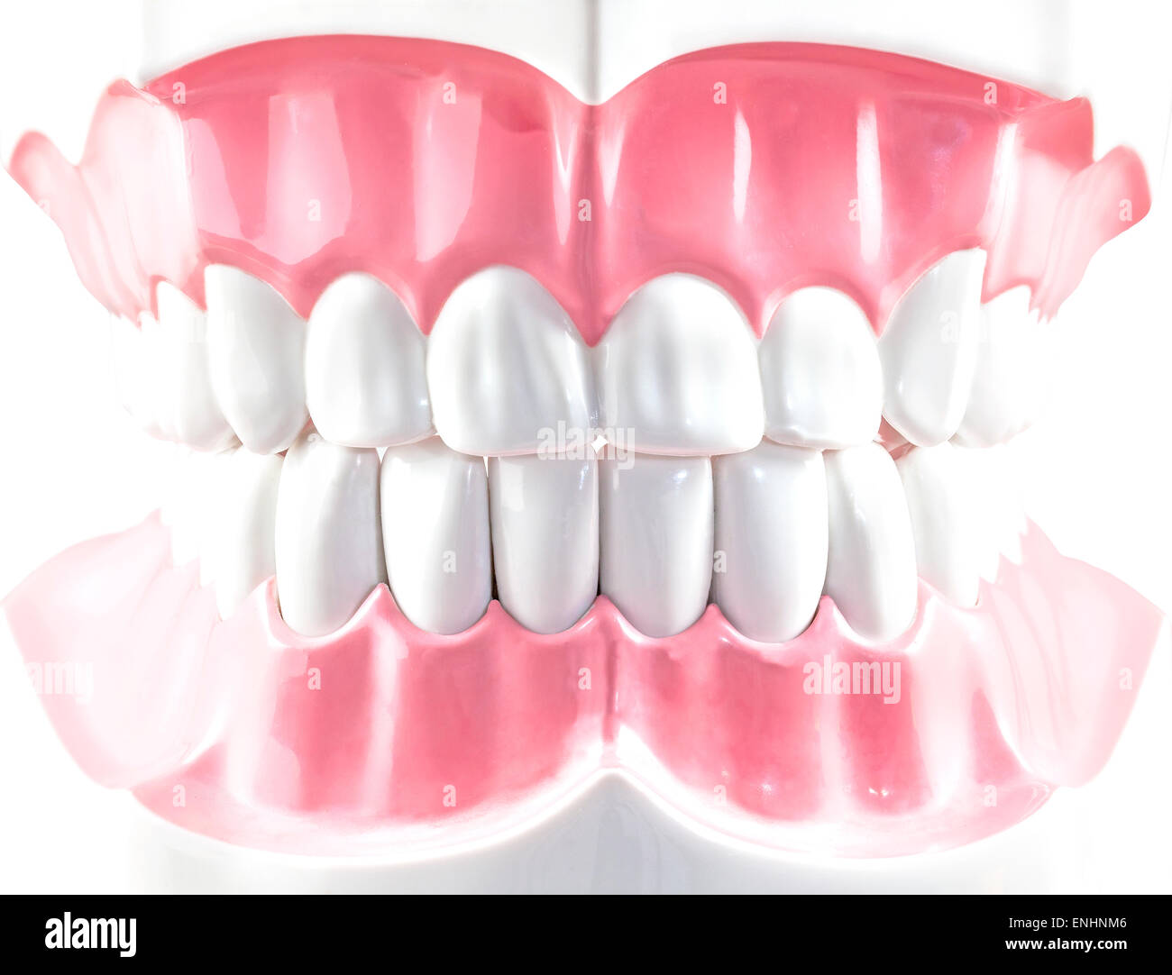 Modèle dentaire dents isolé sur blanc. Banque D'Images