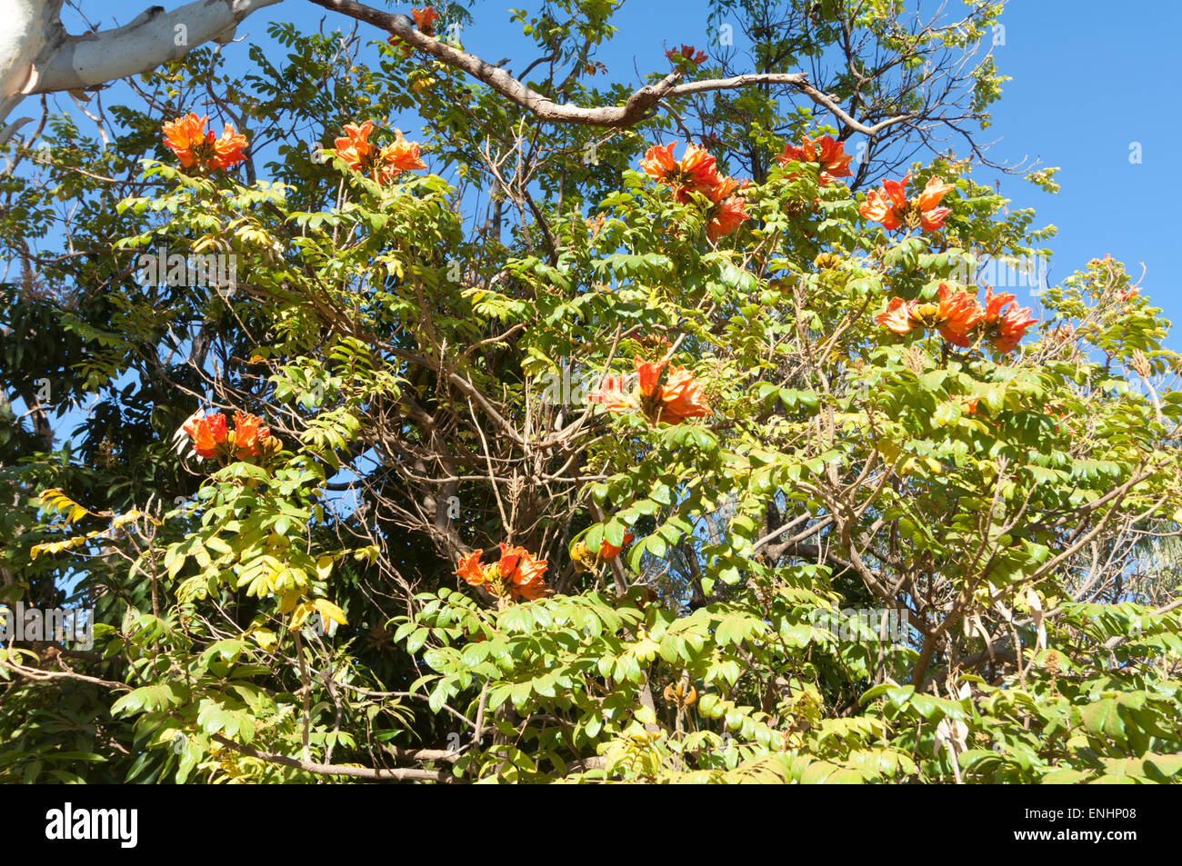 African Tulip Tree (Spathodea campanulata), Mont Barnet Roadhouse, région de Kimberley, Australie occidentale Banque D'Images