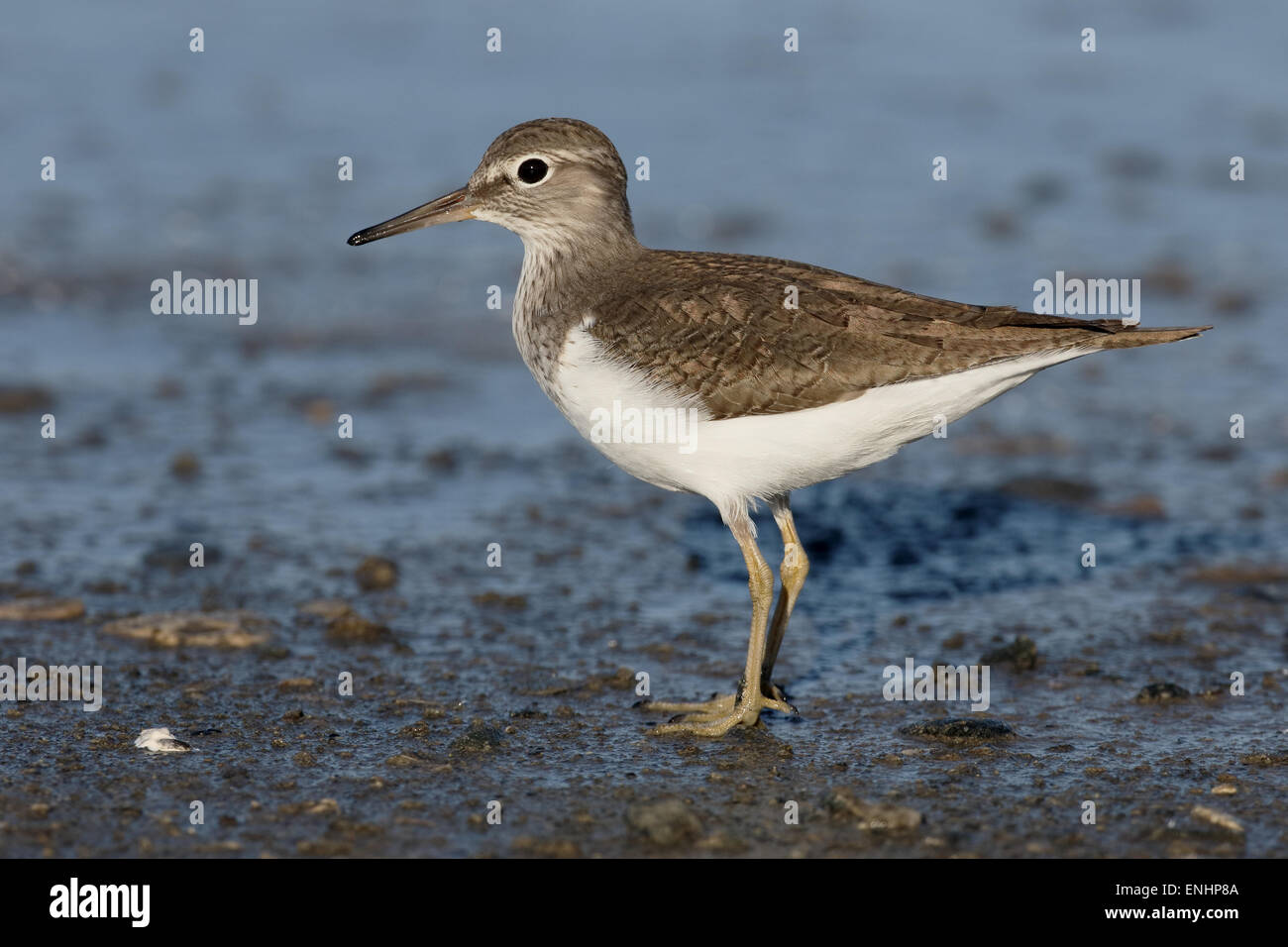 Sandpiper Tringa, commune albifrons, seul oiseau par l'eau, à Chypre , Avril 2015 Banque D'Images