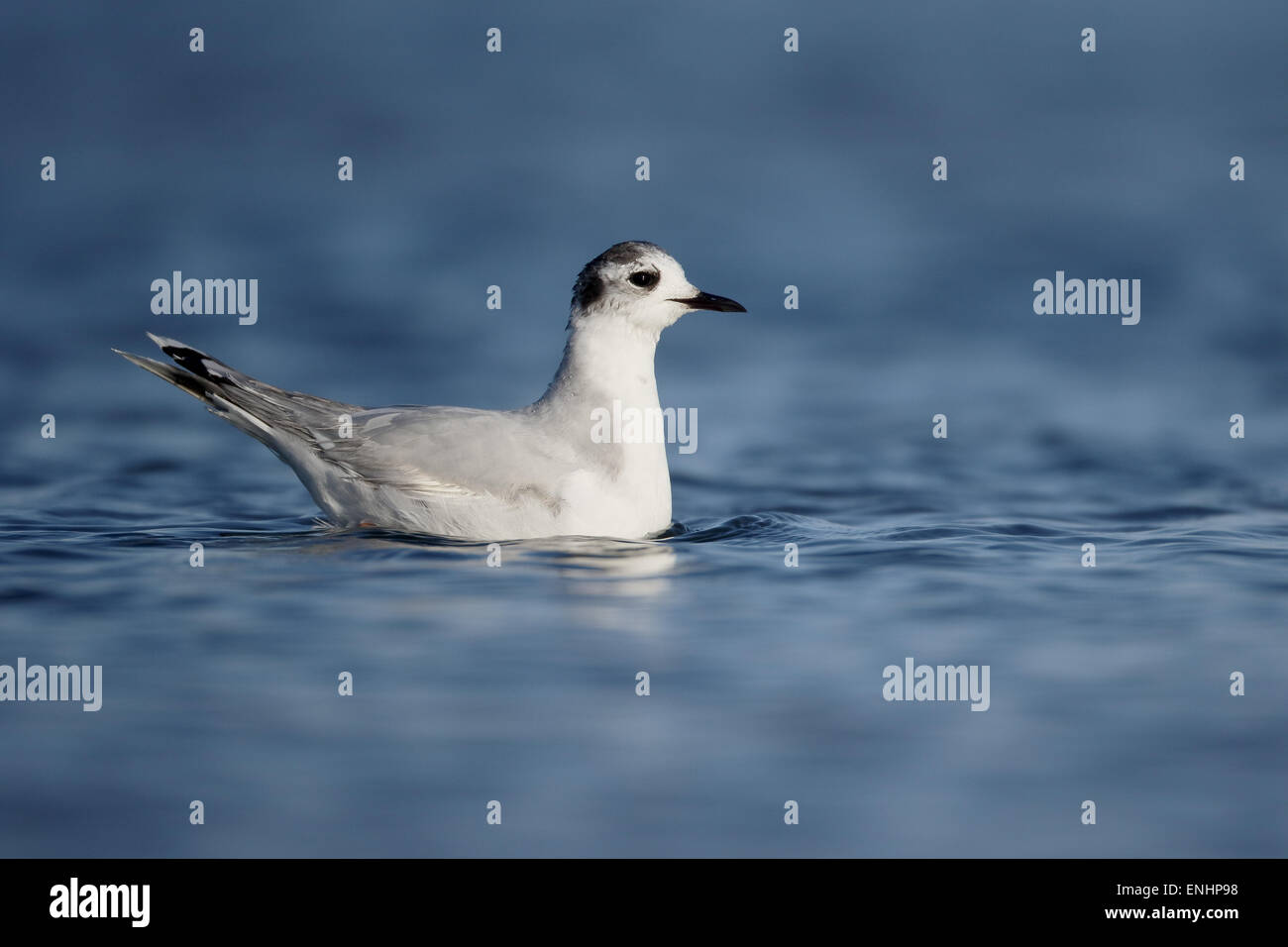 Mouette pygmée Larus minutus, seul oiseau dans l'eau, de Chypre, avril 2015 Banque D'Images