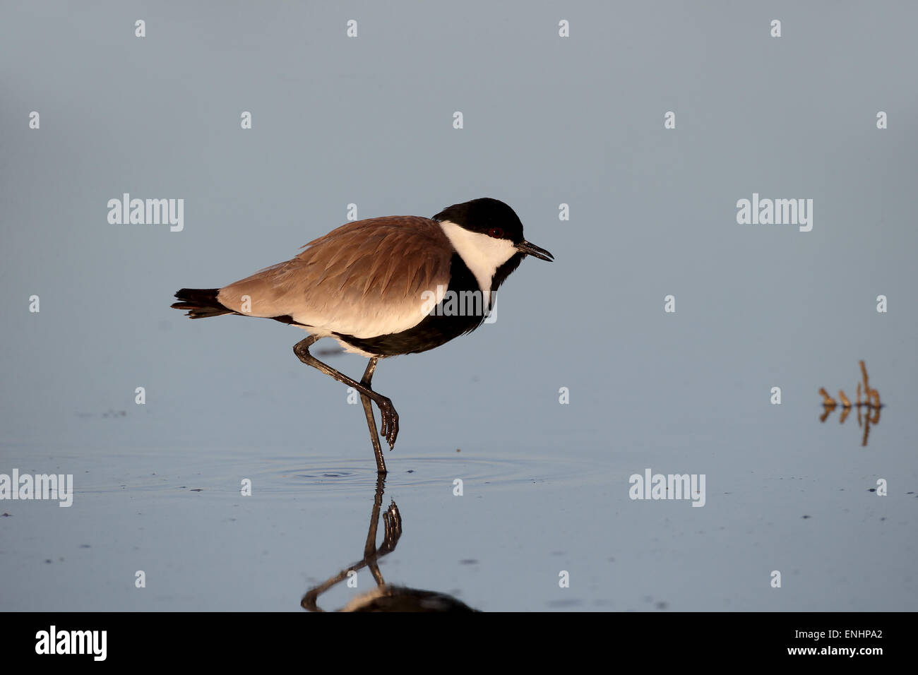 Pluvier ou sociable Vanellus spinosus,, seul oiseau dans l'eau, de Chypre, avril 2015 Banque D'Images